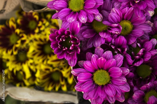 Obraz purple krisan flower 