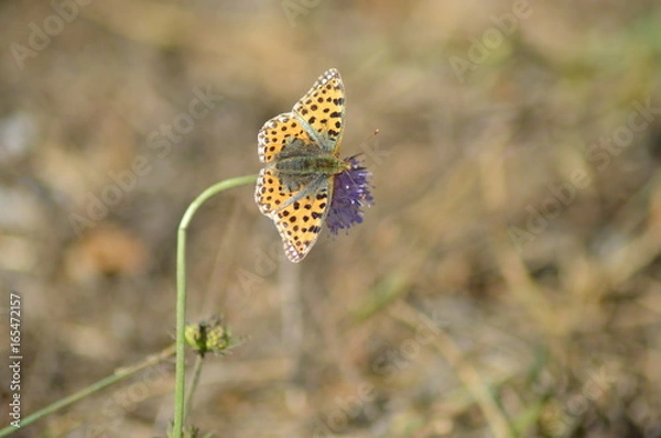 Obraz motyl dostojka