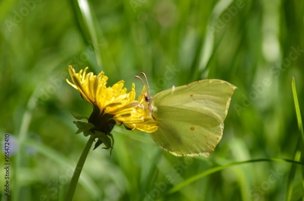 Obraz Cytrynek i mszyca