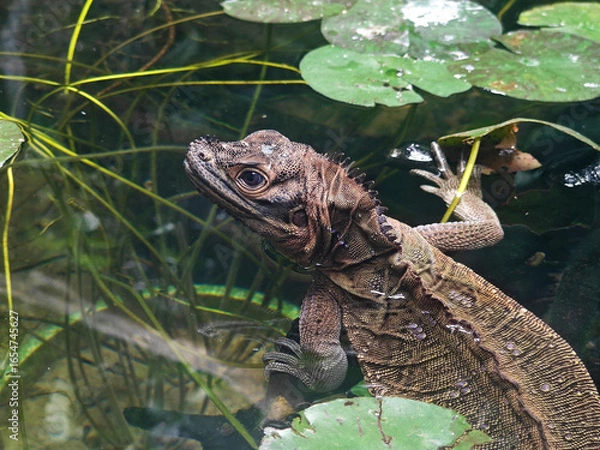 Fototapeta a brown lizard float on the water under sunny day
