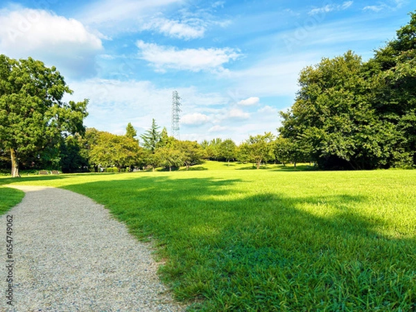 Fototapeta 青空と芝生広場