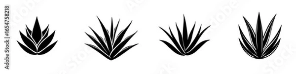 Fototapeta Four black and white agave plant illustrations showcasing various leaf arrangements in a minimalistic style