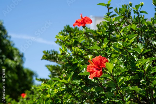 Fototapeta 初夏の青空に映える指宿のハイビスカス