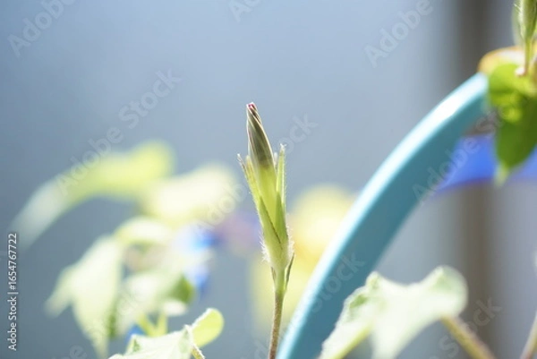 Obraz 朝顔のつぼみが青空を背景にすっと伸び、これから花開く瞬間を待つ生命力にあふれた一枚、夏休みの自由研究にもふさわしい植物の姿