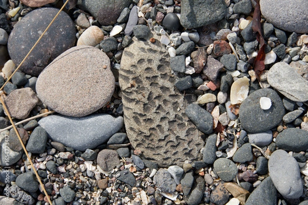 Fototapeta Fossil rock on a beach