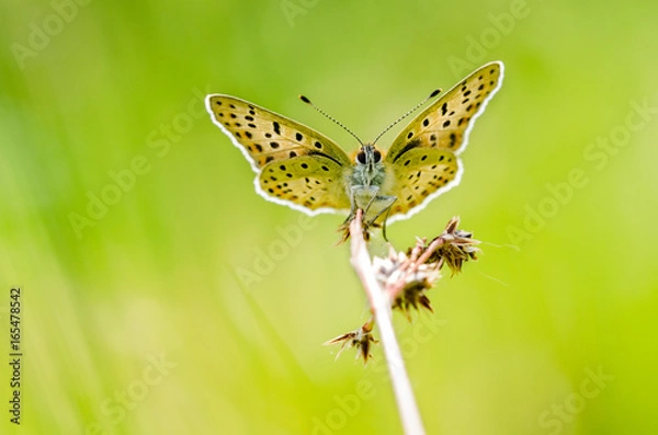 Obraz Sooty copper (Lycaena tityrus)