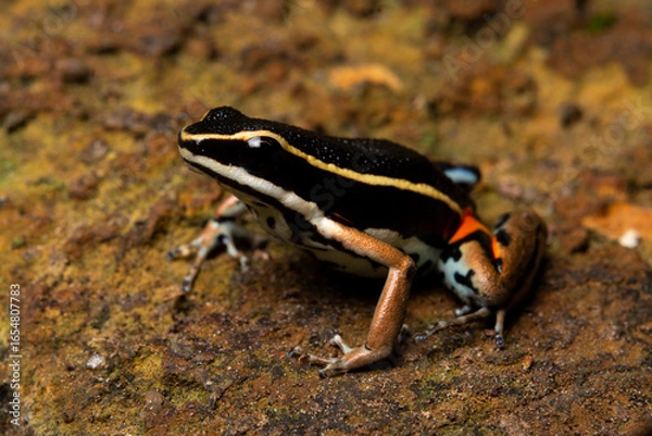 Obraz herpetofauna
