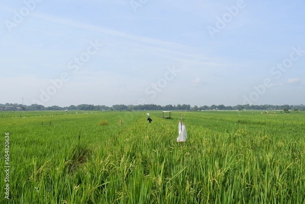 Fototapeta rice fields and bird scarecrows
