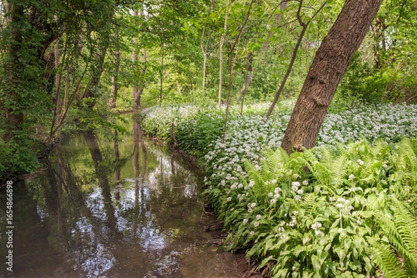 Fototapeta Allium usinum Bärlauch in voller Blüte an einem Bach