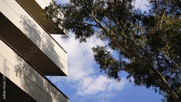 Fototapeta Residential building facade with eucalyptus trees against the sky