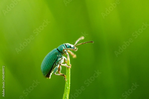 Fototapeta Beetle - Phyllobius virideaeris