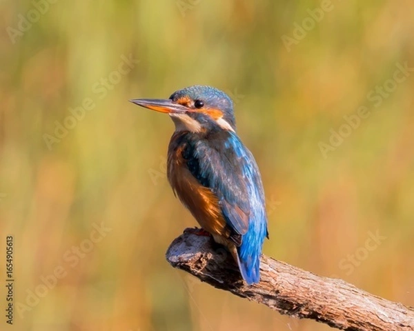 Obraz Kingfisher on Branch 