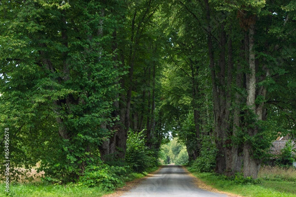 Obraz road through the forest, trees