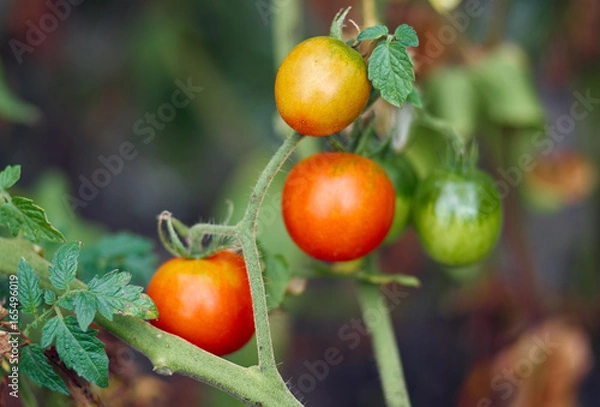 Obraz Tomato plant with ripe fruits in the vegetable garden in summer. Ripe natural tomatoes growing on a branch