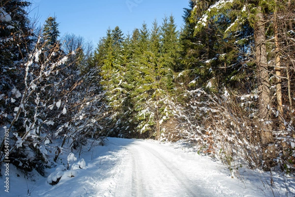 Obraz Snowy forest path, sunny day