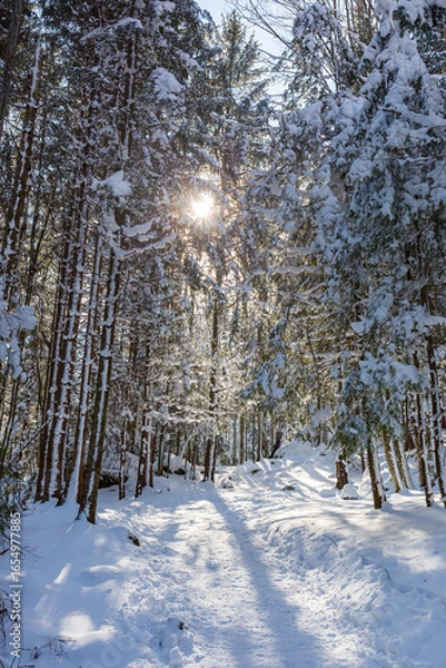 Obraz Snowy forest path, sunny day