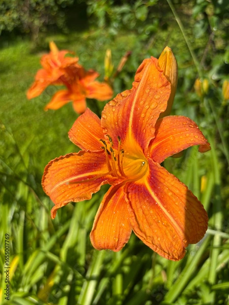 Obraz Bright orange daylily flower with water droplets glistening in the sunlight against a green garden background.