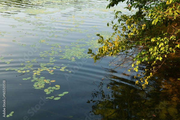 Obraz 水面に波紋