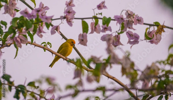 Fototapeta ave amarilla