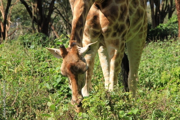Fototapeta キリン