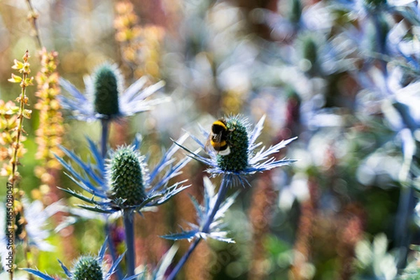 Obraz Bumblebee on purple Thistle in flower Garden in a sunny summer day