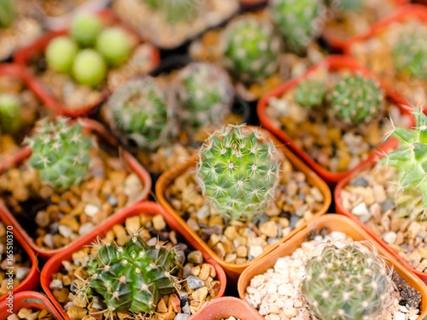 Obraz cactus close up