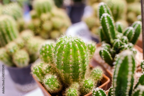 Obraz cactus close up