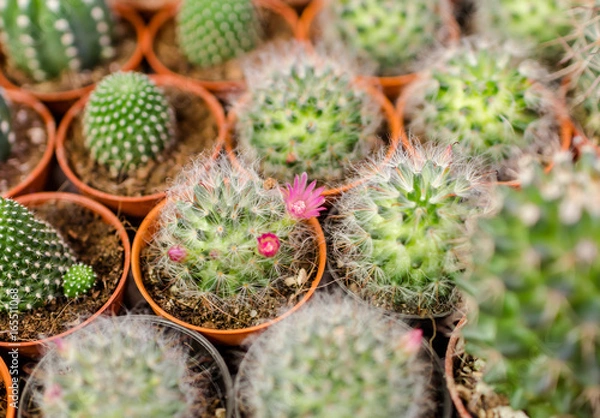Obraz cactus close up