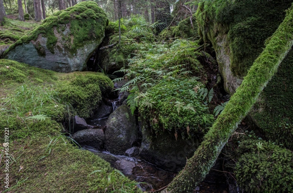 Fototapeta Fir forest scene with boulders, moss and a brook.