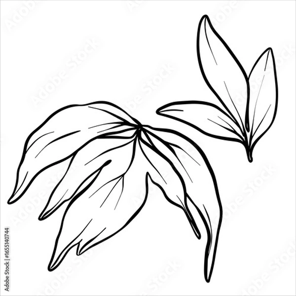 Obraz Vector peony leaf. Line drawing of flower foliage in black and white style. Graphic botanical illustration of flower sketch drawn with black ink. Leaves line art hand drawn