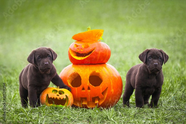 Fototapeta Labrador puppies stand next to a pumpkin, Halloween