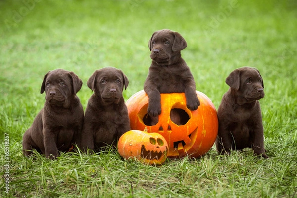 Fototapeta Several labrador puppies posing with a pumpkin halloween symbol
