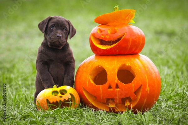 Fototapeta Puppy Labrador Posing With Halloween Pumpkin Symbol