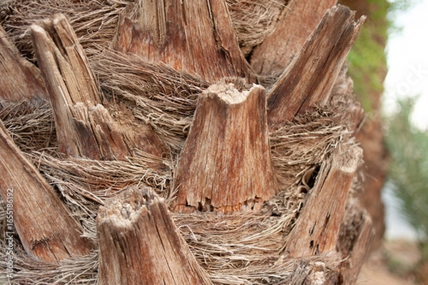 Obraz palm tree trunk closeup texture