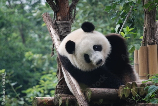 Obraz Panda