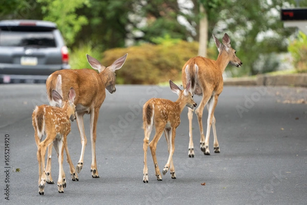 Obraz White-tailed deer doe and fawn White-tailed deer (Odocoileus virginianus) cross street in suburban neighborhood.