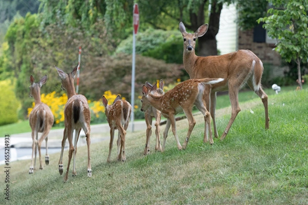 Obraz Family of White-tailed deer (Odocoileus virginianus) on front lawn of suburban house in Pennsylvania