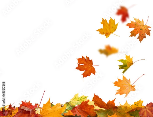 Obraz Falling autumn leaves isolated. Beautiful yellow,red,orange foliage. Vibrant fall colors. Maple leaves cut outs
