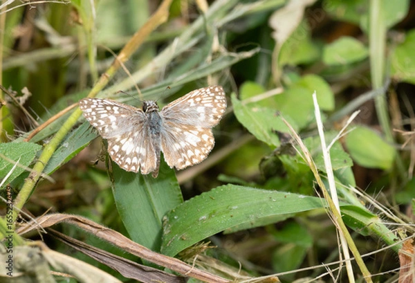 Fototapeta Close Up of a Common Checkered-Skipper Butterfly Perched on a Leaf