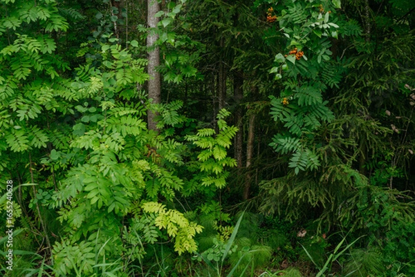 Fototapeta Trees and plants of deciduous forest