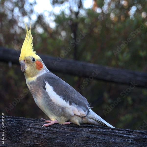 Fototapeta Cockatiel sitting in a tree