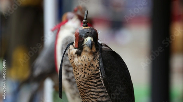 Fototapeta Halcón peregrino