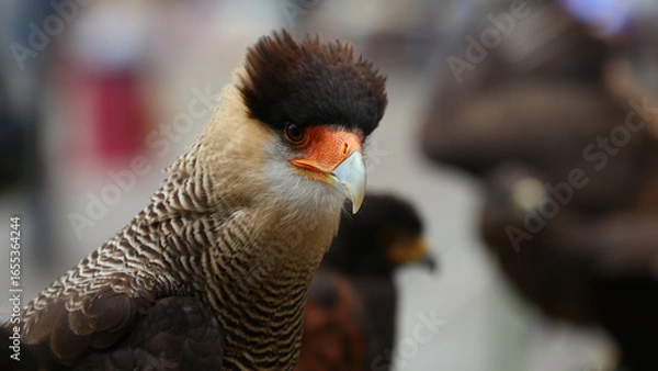Fototapeta Carancho o Caracara plancus