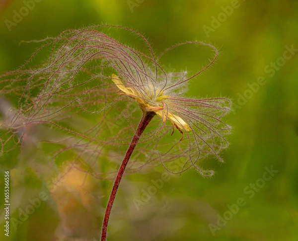 Obraz Prairie Smoke