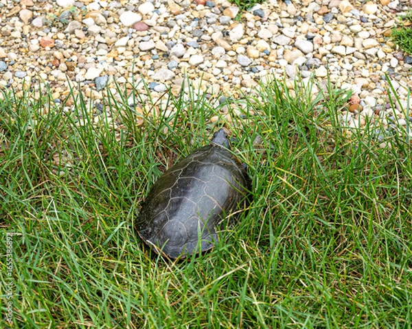Fototapeta A painted turtle in the grass next to gravel. 