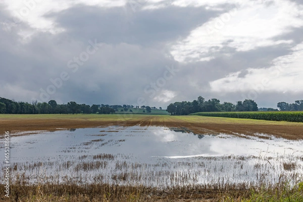 Fototapeta Flooding in a field of wheat stubble because of excessive rain on a stormy day.