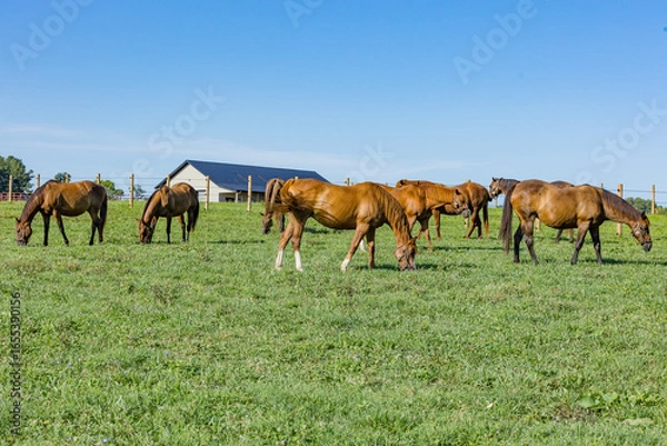 Fototapeta Pregnant mares in a pasture with a barn in the background in the summer. 