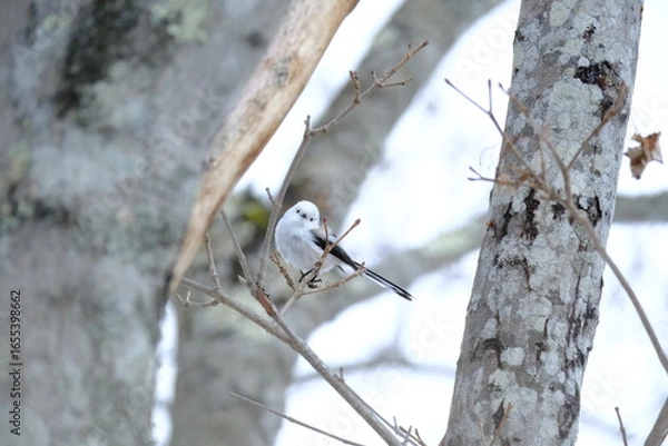 Fototapeta Aegithalos caudatus perched on a snowy branch in Hokkaido, Japan