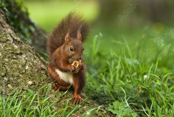 Obraz Ecureuil roux