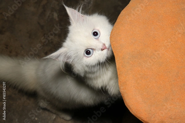 Fototapeta White Persian cat is climbing at toy flash light